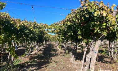 VENTA DE FINCA 96 HAS CON BODEGA - SAN MARTN, MENDOZA