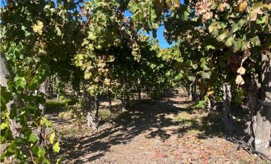 VENTA DE FINCA 96 HAS CON BODEGA - SAN MARTN, MENDOZA
