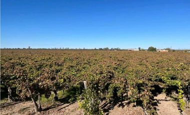 VENTA DE FINCA 96 HAS CON BODEGA - SAN MARTN, MENDOZA