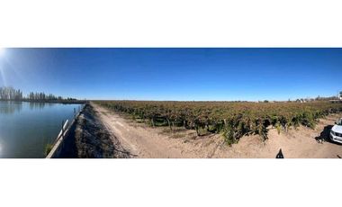 VENTA DE FINCA 96 HAS CON BODEGA - SAN MARTN, MENDOZA