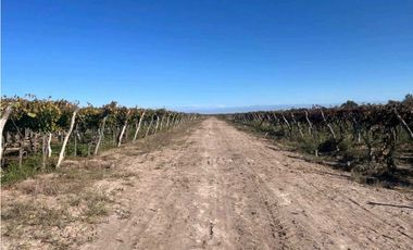 VENTA DE FINCA 96 HAS CON BODEGA - SAN MARTN, MENDOZA
