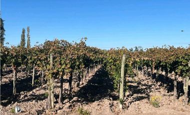 VENTA DE FINCA 96 HAS CON BODEGA - SAN MARTN, MENDOZA