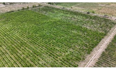 VENTA DE FINCA 53 HAS  – SAN MARTN, MENDOZA