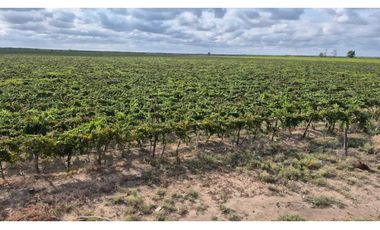 VENTA DE FINCA 53 HAS  – SAN MARTN, MENDOZA