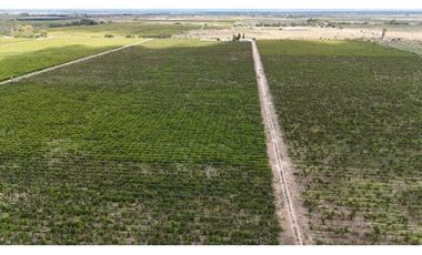 VENTA DE FINCA 53 HAS  – SAN MARTN, MENDOZA