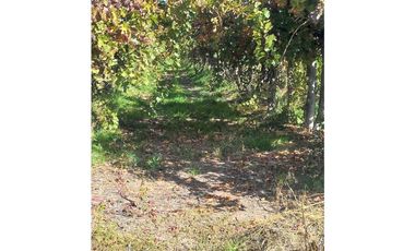 VENTA DE FINCA 53 HAS  – SAN MARTN, MENDOZA