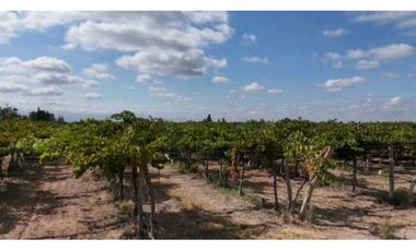 VENTA DE FINCA 53 HAS  – SAN MARTN, MENDOZA