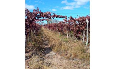VENTA DE FINCA 53 HAS  – SAN MARTN, MENDOZA