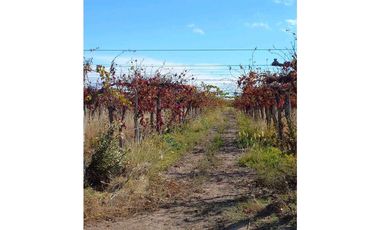 VENTA DE FINCA 53 HAS  – SAN MARTN, MENDOZA