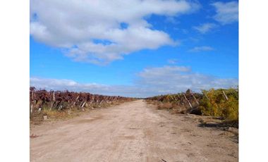 VENTA DE FINCA 53 HAS  – SAN MARTN, MENDOZA