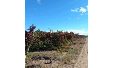 VENTA DE FINCA 53 HAS  – SAN MARTN, MENDOZA