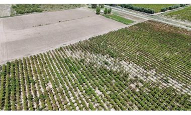 VENTA DE FINCA DE 79 HAS – SAN MARTN, MZA.