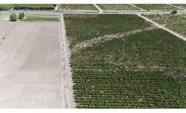 VENTA DE FINCA DE 79 HAS – SAN MARTN, MZA.
