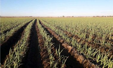 VENTA DE FINCA DE 79 HAS – SAN MARTN, MZA.