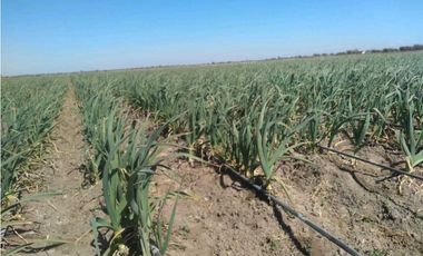 VENTA DE FINCA DE 79 HAS – SAN MARTN, MZA.