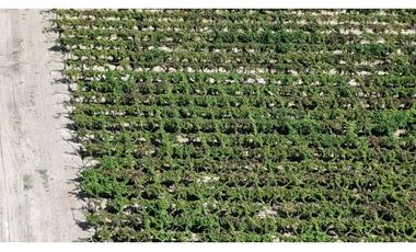 VENTA DE FINCA DE 79 HAS – SAN MARTN, MZA.