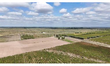 VENTA DE FINCA DE 79 HAS – SAN MARTN, MZA.