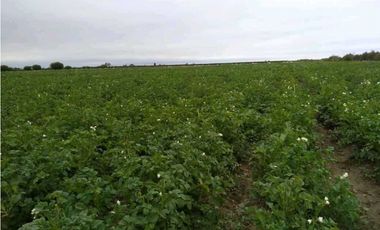 VENTA DE FINCA DE 79 HAS – SAN MARTN, MZA.