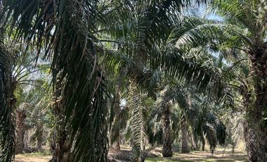 Land for sale in Rai Mai Phatthana, Phetchaburi