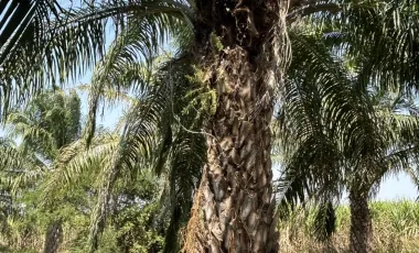 Land for sale in Rai Mai Phatthana, Phetchaburi