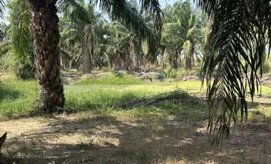 Land for sale in Rai Mai Phatthana, Phetchaburi