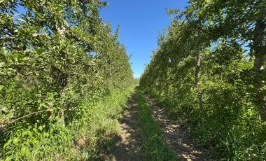 Chacra en venta 15,60 HA - San Patricios del Chañar