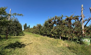 Chacra en venta 15,60 HA - San Patricios del Chañar