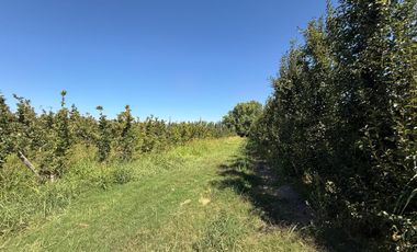 Chacra en venta 15,60 HA - San Patricios del Chañar