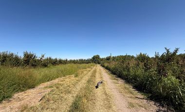 Chacra en venta 15,60 HA - San Patricios del Chañar