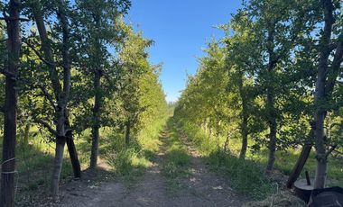 Chacra en venta 15,60 HA - San Patricios del Chañar