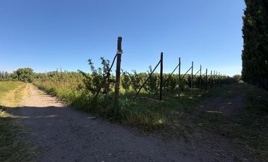 Chacra en venta 15,60 HA - San Patricios del Chañar