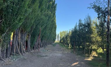 Chacra en venta 15,60 HA - San Patricios del Chañar