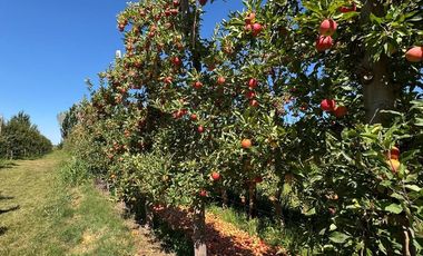 Chacra en venta 15,60 HA - San Patricios del Chañar