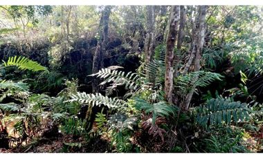 ALERCE PARCELA 5000 M2 CONLINDA CON ESTERO RIO NEGRO