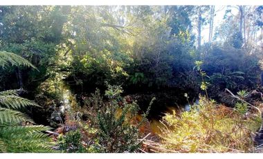 ALERCE PARCELA 5000 M2 CONLINDA CON ESTERO RIO NEGRO