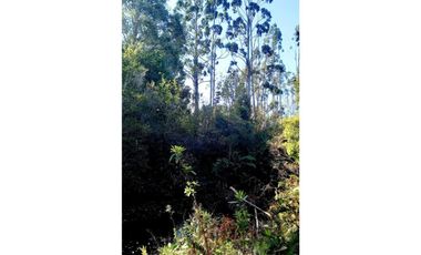 ALERCE PARCELA 5000 M2 CONLINDA CON ESTERO RIO NEGRO