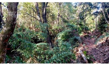 ALERCE PARCELA 5000 M2 CONLINDA CON ESTERO RIO NEGRO