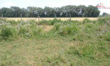 Agrícola en Venta en León Bustos 12, Linares