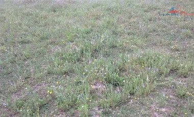 Agrícola en Venta en León Bustos 12, Linares
