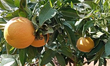 Parcela en Venta en ruta 60