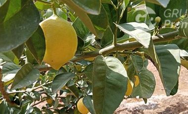 Parcela en Venta en ruta 60