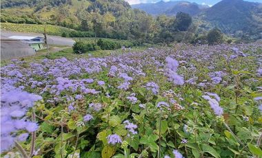 VENTA DOS.HECTAREAS EN EL PARAISO.BQT.