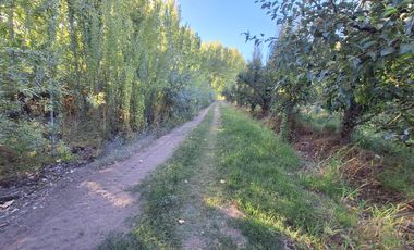 En Venta Chacra de 65 Has, Isla Adelina, Centenario Neuquén.