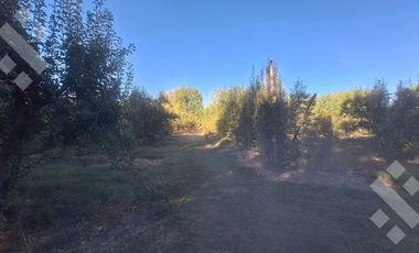 En Venta Chacra de 65 Has, Isla Adelina, Centenario Neuquén.
