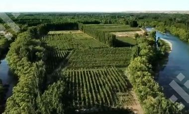 En Venta Chacra de 65 Has, Isla Adelina, Centenario Neuquén.