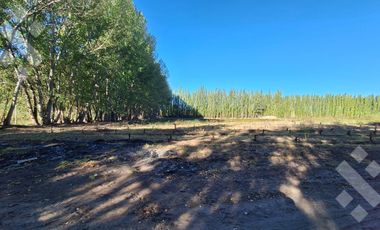 En Venta Chacra de 65 Has, Isla Adelina, Centenario Neuquén.