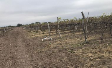 Rancho en Venta en Rancho Nuevo Zacatecas