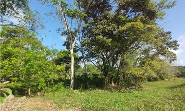 Se Vende Finca de 11 HAS Llanito Verde-La Chorrera (DR)