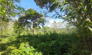 Se Vende Finca de 11 HAS Llanito Verde-La Chorrera (DR)