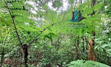 VENDO.FINCA DE 4.5 HECTAREAS BOSQUE CON.RIO